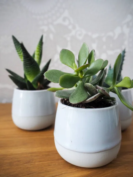 Trois Plantes Intérieur Feuilles Persistantes Différentes Aloès Vera Jade Dans — Photo