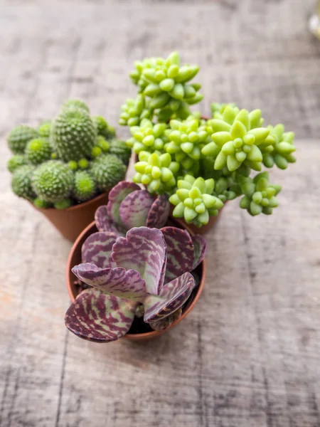Tiny Kalanchoe Humilis Purple Spotted Kalanchoe Two Other Succulents Wooden — Stock Photo, Image