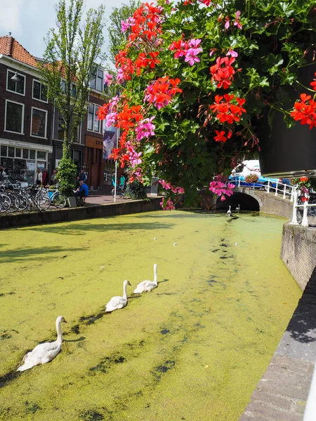 Três Cisnes Seguidos Num Canal Coberto Erva Daninha Delft Países — Fotografia de Stock