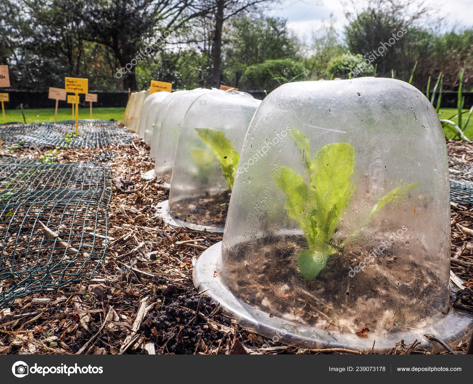 Fila Pequenas Plantas Alface Que Crescem Recipientes Plástico Diy Servindo  — Foto © Luoxi #239073178, image size:1600x1300