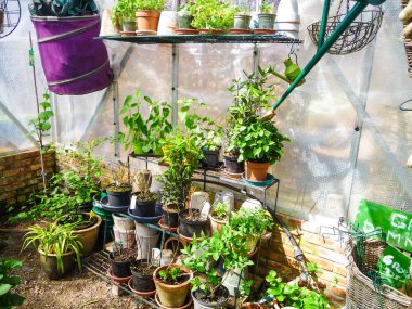 Erken baharda çiçek bitki ve otlar hala içeride hazırda beklemeye, Belçika, Europe olduğunda özel küçük sera