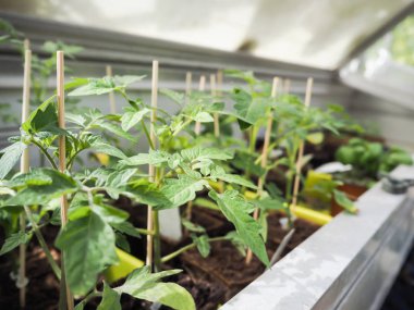 Belçika dikti bekleyen bir küçük sera Bank tepsilerde bitkilerde genç domates