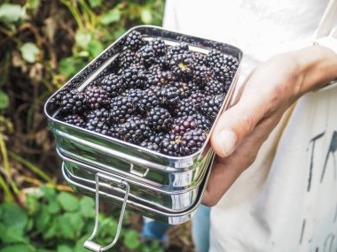 Yabani böğürtlen toplama ve sıfır atık ilkeleri, Belçika aşağıdaki paslanmaz çelik öğle yemeği kutulara koyarak kadın