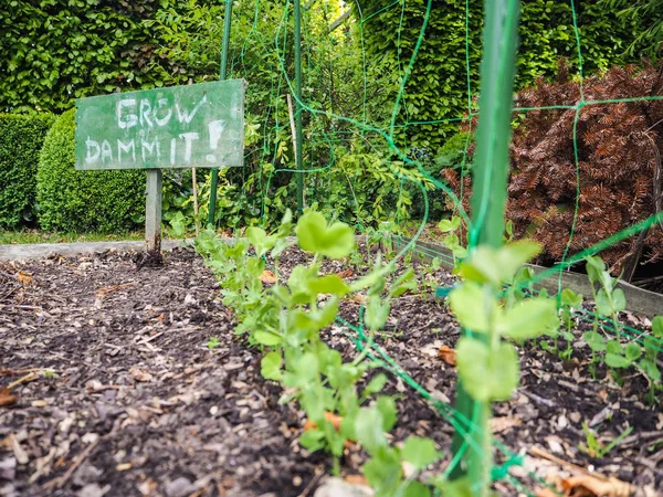 Small pea seedlings planted at home in the garden with a sign ' Grow Dammit' next to them as encouragement and joke