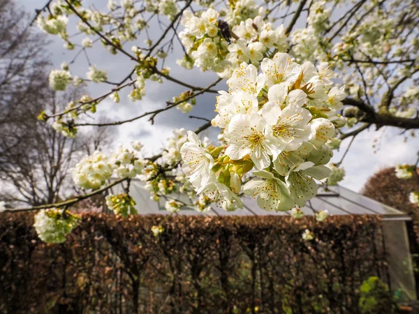 Fehér Cseresznye Virágok Egy Viharos Ellen — Stock Fotó