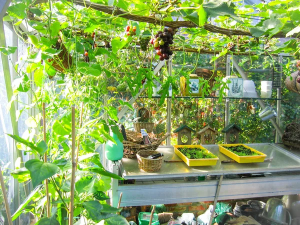 Cultiver Des Fruits Légumes Dans Une Petite Serre — Photo