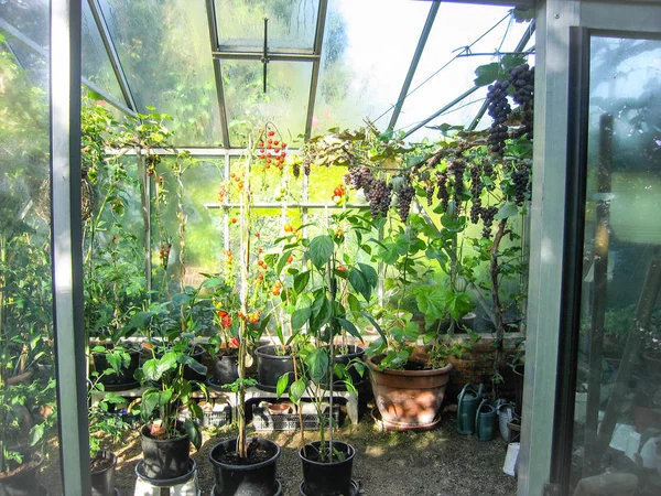 Cultivo Frutas Verduras Pequeño Invernadero Privado — Foto de Stock