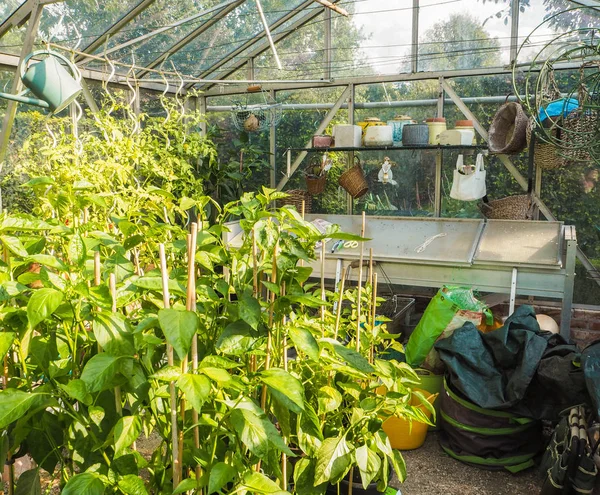 Pequeño Invernadero Privado Utilizado Para Jardinería Hobby Como Cultivo Pimientos — Foto de Stock