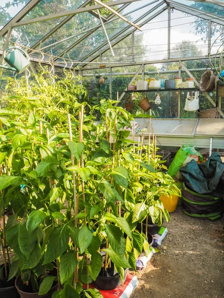 Cultivar Pimientos Pequeño Invernadero Vidrio Desordenado Como Hobby — Foto de Stock