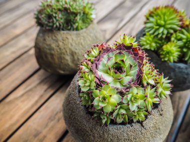 Beton tencere dışında ahşap bir masa üzerinde duran küçük succulents