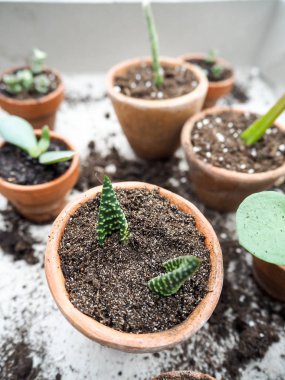 Birden çok succulents kesimler küçük pişmiş toprak tencere ahşap bir masa üzerinde üzerinden yayılıyor