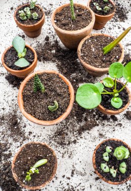 Birden çok succulents kesimler küçük pişmiş toprak tencere ahşap bir masa üzerinde üzerinden yayılıyor