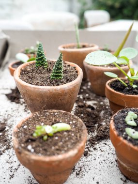Aloe vera kesimler bir küçük pişmiş toprak tencerede üzerinden yayılıyor