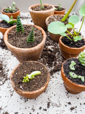 Birden çok succulents kesimler küçük pişmiş toprak tencere ahşap bir masa üzerinde üzerinden yayılıyor