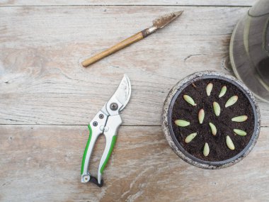 Kupürleri ve yaymak için küçük bir tencerede bir sulu bahçedeki rubrotinctum rosea yapraklarından