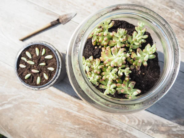 Деревянный Стол Большой Стеклянной Банкой Сочным Sedum Rubrotinctum Rosea Небольшой — стоковое фото