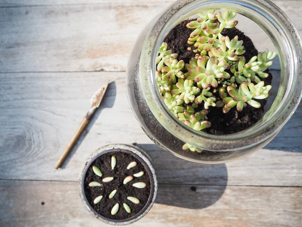 Μεγάλο Βάζο Ένα Χυμώδεις Sedum Rubrotinctum Rosea Και Μια Μικρή — Φωτογραφία Αρχείου