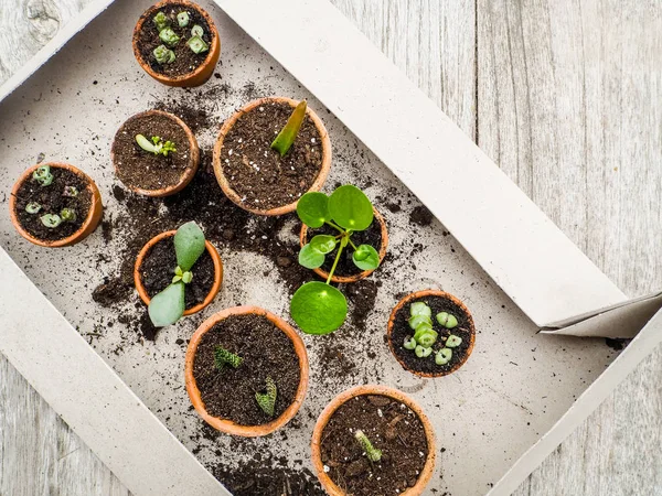 Birden Çok Succulents Kesimler Küçük Pişmiş Toprak Tencere Ahşap Bir — Stok fotoğraf