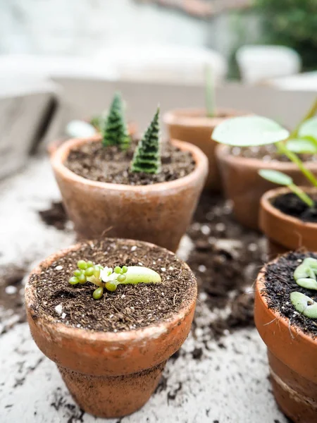 Propagazione Una Pianta Succulenta Sedum Rubrotintcum Gelatina Fagioli Taglio Piccola — Foto Stock