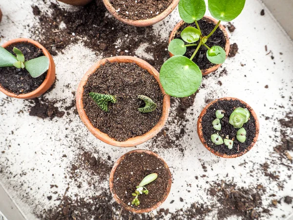 Birden Çok Succulents Kesimler Küçük Pişmiş Toprak Tencere Ahşap Bir — Stok fotoğraf