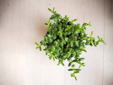 Güney Afrikalı sulu Delosperma Echinatum, olarak da bilinen turşu bitki varil şeklinde yaprakları ile ince kıllar yüzünden