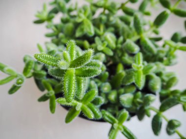 Barrel-shaped green leaves with fine white hairs from the pickle plant or Delosperma Echinatum clipart