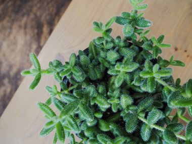 Güney Afrikalı sulu Delosperma Echinatum, olarak da bilinen turşu bitki varil şeklinde yaprakları ile ince kıllar yüzünden