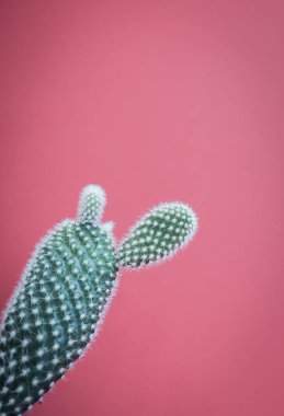 Small opuntia microdasys cactus plant also known as bunny ears cactus against a soft pink background clipart