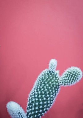 Küçük opuntia microdasys kaktüs bitki olarak da bilinen tavşan kulakları kaktüs yumuşak pembe bir arka plan karşı