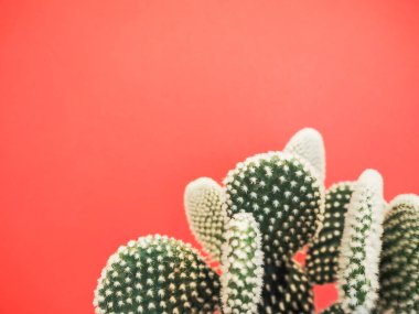 Opuntia microdasys kaktüs olarak da bilinen tavşan kulakları kaktüs canlı bir arka plan rengine greyfurt