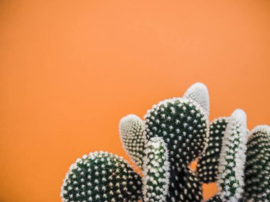 Opuntia microdasys kaktüs bitki olarak da bilinen tavşan kulakları kaktüs yumuşak bir turuncu arka plan