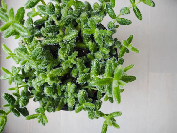 South African Succulent Delosperma Echinatum Also Known Pickle Plant — Stock Photo, Image