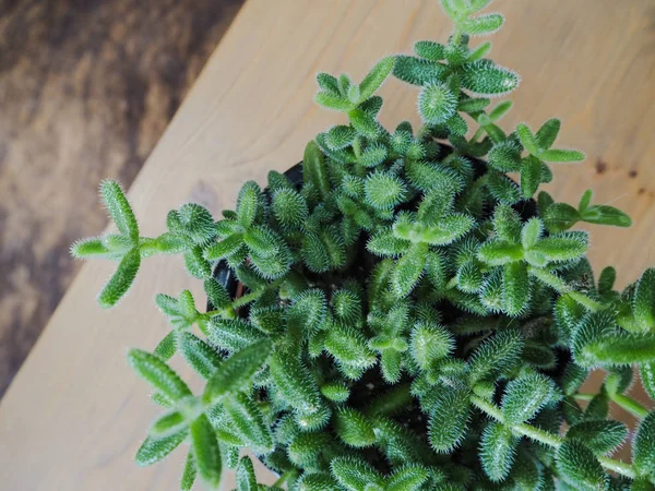 Güney Afrikalı sulu Delosperma Echinatum, olarak da bilinen turşu bitki varil şeklinde yaprakları ile ince kıllar yüzünden