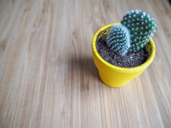 Recipiente Amarillo Con Dos Pequeñas Almohadillas Cactus Opuntia Microdasys También — Foto de Stock