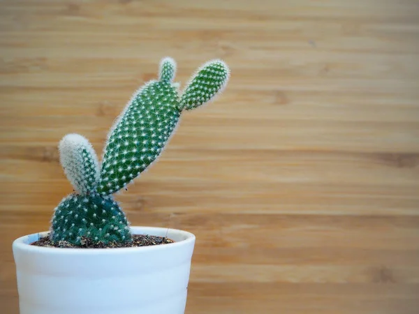 Small Opuntia Microdasys Cactus Also Known Bunny Ears Cactus Wooden — Stock Photo, Image