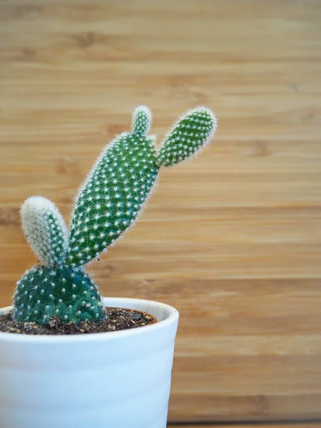 Small opuntia microdasys cactus also known as bunny ears cactus against a wooden background