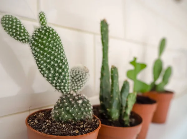 Variety Cactus Plants Opuntia Microdasys Brown Plastic Containers Beige Subway — Stock Photo, Image
