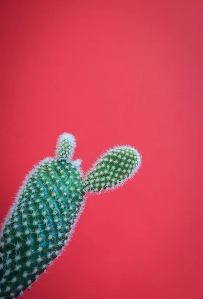 Pequenas Plantas Cacto Opuntia Microdasys Também Conhecidas Como Orelhas Coelho — Fotografia de Stock