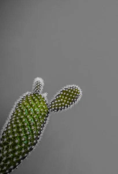 Pequeña Planta Cactus Opuntia Microdasys También Conocida Como Cactus Orejas — Foto de Stock