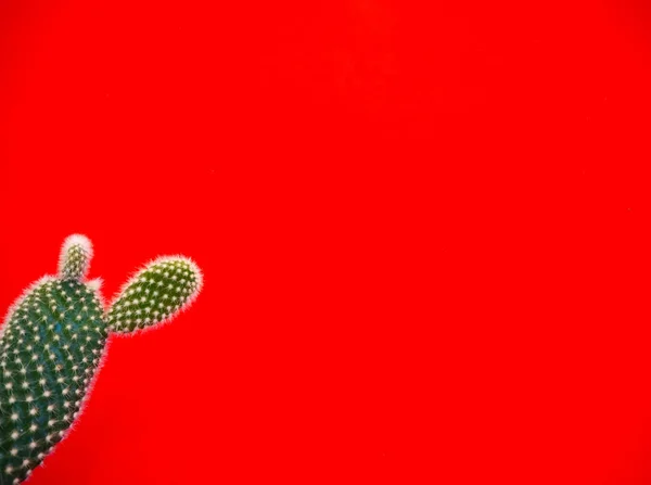 Petite Opuntia Microdasys Castus Également Connu Sous Nom Cactus Oreilles — Photo