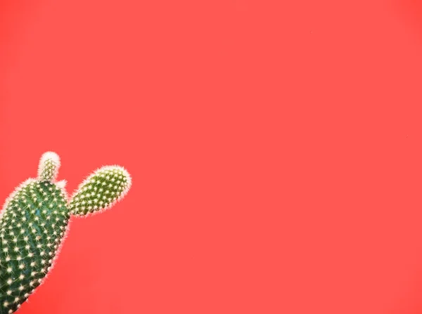 Small opuntia microdasys cactus also known as bunny ears cactus against a vibrant coral pink background