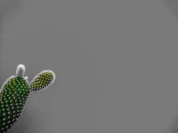 Невелика Рослина Кактусів Опунцій Також Відома Кактус Вух Кроликів Сірому — стокове фото