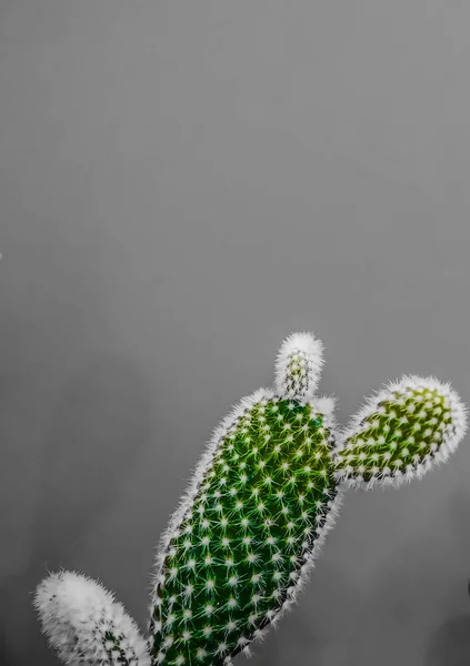 Pequeña Planta Cactus Opuntia Microdasys También Conocida Como Cactus Orejas — Foto de Stock