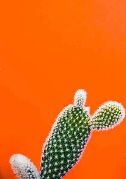 Pequena Planta Cacto Opuntua Microdasys Também Conhecido Como Orelhas Coelho — Fotografia de Stock