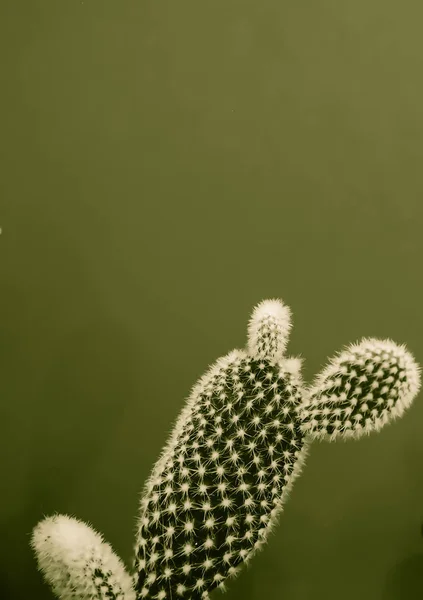 Pequena Planta Cacto Opuntia Microdasys Também Conhecido Como Orelhas Coelho — Fotografia de Stock
