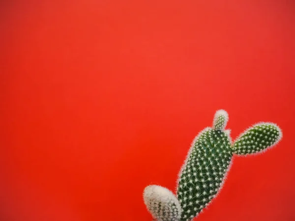Malé Opuntia Microdasys Castus Také Známý Jako Zajíček Uši Kaktus — Stock fotografie