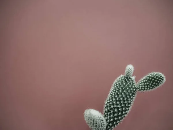 Pequenas Microdasys Opuntia Cacto Também Conhecido Como Orelhas Coelho Cacto — Fotografia de Stock
