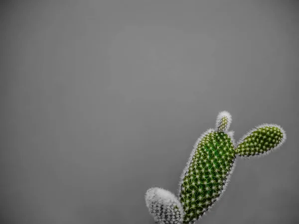 Pequeña Planta Cactus Opuntia Microdasys También Conocida Como Cactus Orejas —  Fotos de Stock