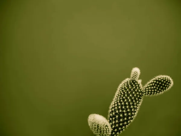 Pequena Planta Cacto Opuntia Microdasys Também Conhecido Como Orelhas Coelho — Fotografia de Stock