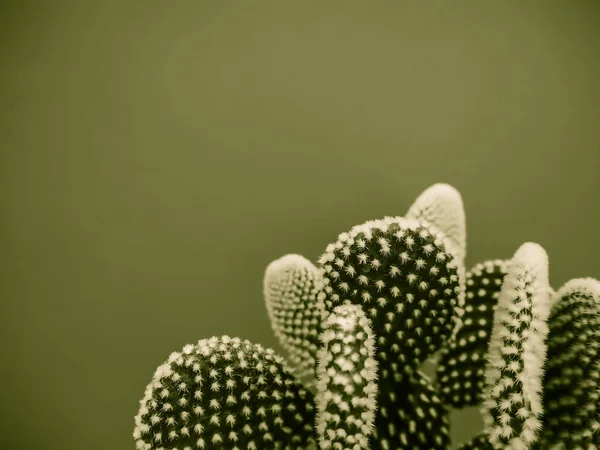 Petite Plante Cactus Opuntia Microdasys Également Connue Sous Nom Cactus — Photo